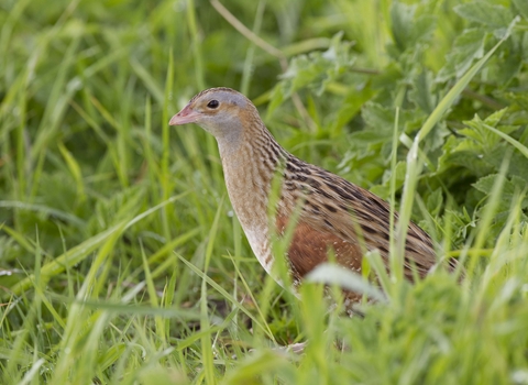 Corncrake