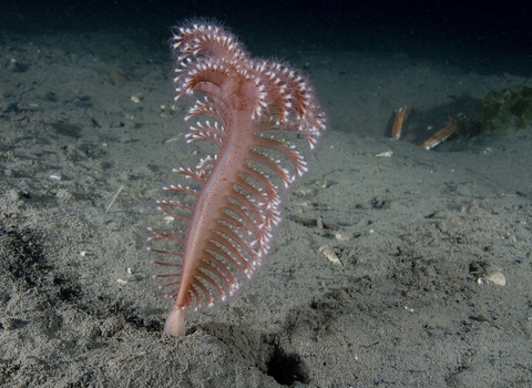 Phosphorescent sea pen