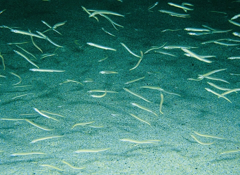 Sand eels