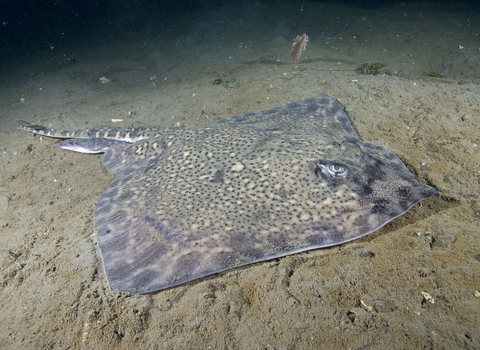 Thornback ray