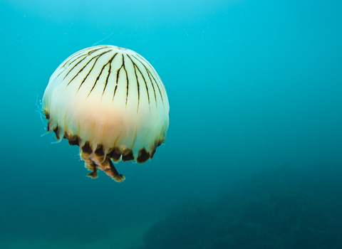 Compass jellyfish