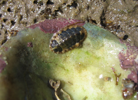 Chiton (Lepidochitona cinerea)