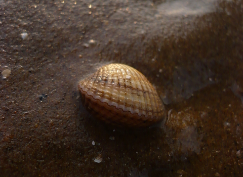 Cockle