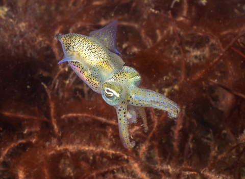 Little cuttlefish