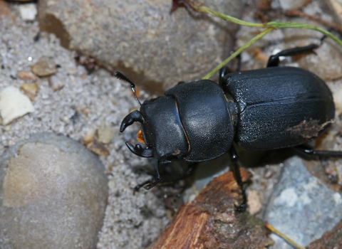 Lesser stag beetle