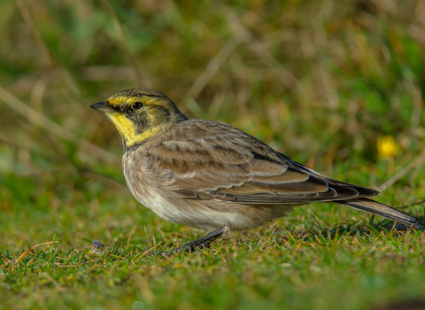 Shore lark