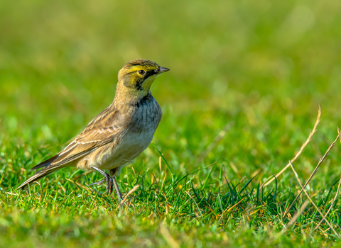Shore lark