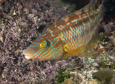 Corkwing wrasse