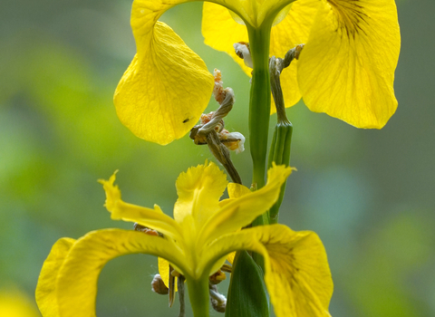 yellow iris