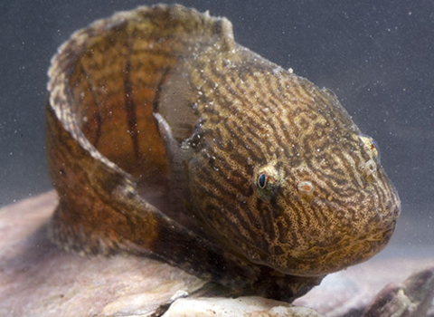 Montagu's sea snail