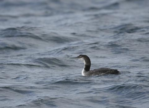 Great northern diver
