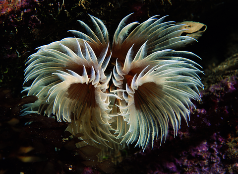 Fan worm