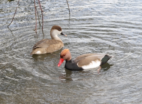 Red-crested pochard pair