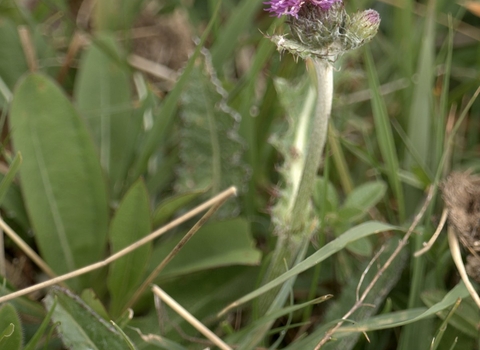 Meadow thistle