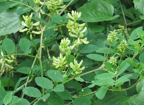 Wild liquorice