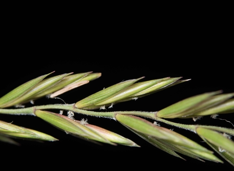Elymus repens, Couch-grass