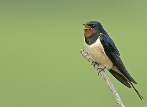 Swallow