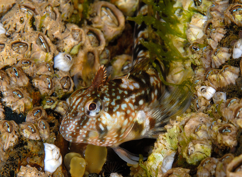 A Montagu's blenny lurking by an underwater patch of barnacles