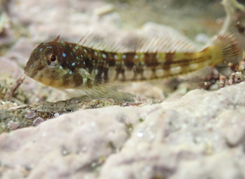 A Montagu's blenny floating above a rocky sea floor.
