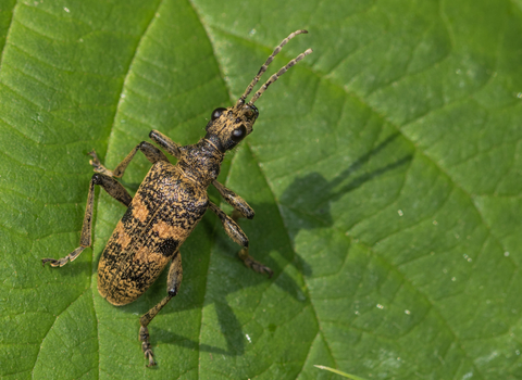 A black-spotted longhorn beetle resting on a leaf