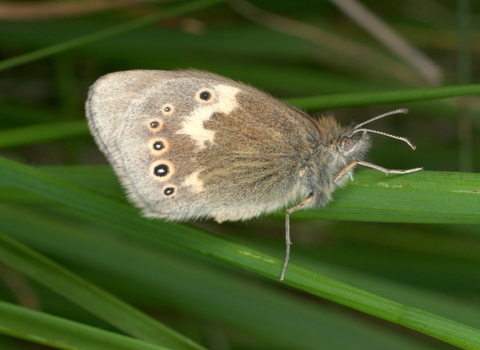 A large heath butterfly resting on a grass stem