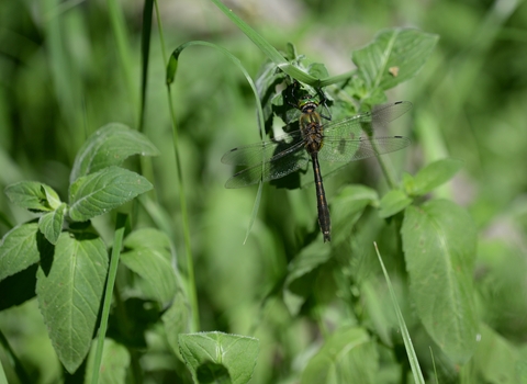 A downy emerald dragonfly perched on pondside vegetation