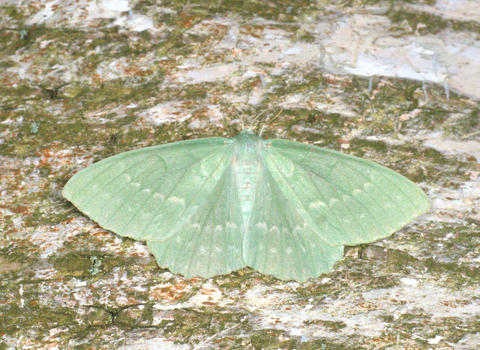 A large emerald moth resting with its wings spread