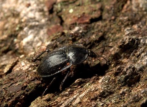 A black snail beetle on a rotten log