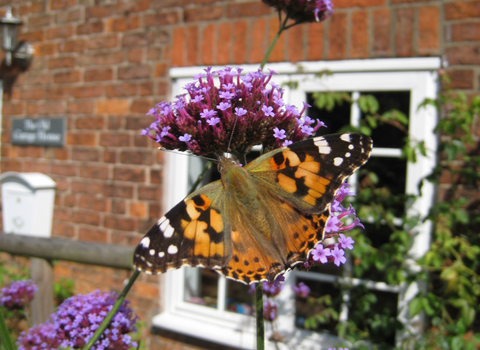 Painted lady butterfly 