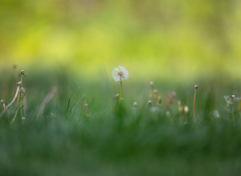 Dandelion