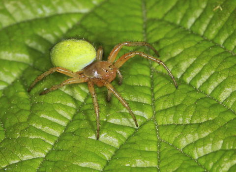 A cucumber spider sitting on a leaf. It's a yellowish-brown spider, with a bright apple green abdomen