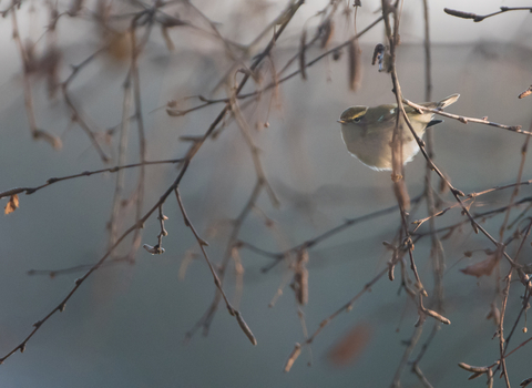 A yellow-browed warbler perched on a twig. It's a small warbler with a whitish belly and mossy green back, with a bright yellow stripe over the eye