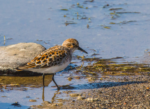 A little sting wading along the edge of a muddy shore