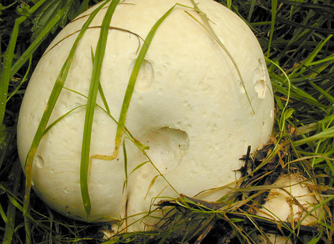 A giant puffball growing in a patch of grass. It's a football-shaped fungus with pockmarked, off-white skin