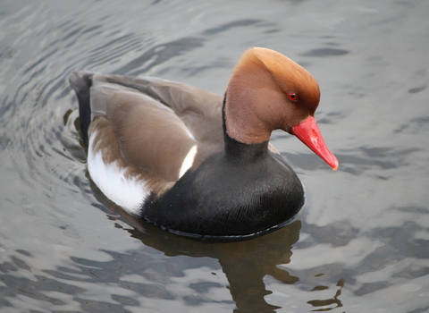 A drake red-crested pochard swimming. It's a striking duck with a black breast, brown back and head, fiery orange crown and bright coral red beak.