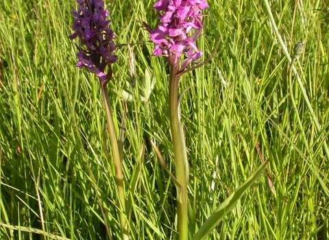 Southern Marsh Orchid 