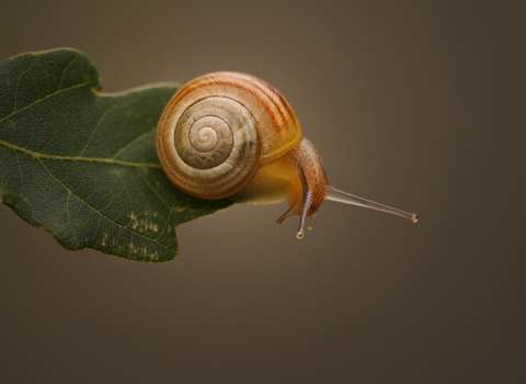 A snail, with a pale brown shell, perched on the end of a leaf
