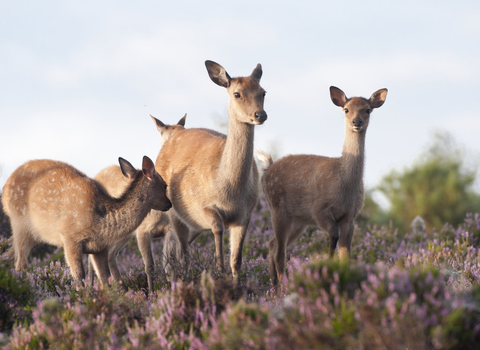 Four sika deer standing amongst the pink flowers of heather, with blue sky above them