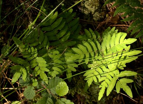 Fronds of royal fern in dappled shade