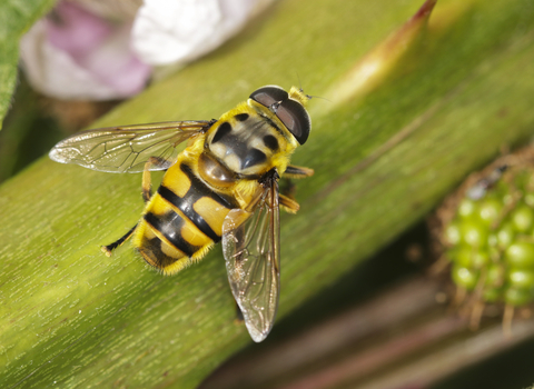 A batman hoverfly perched on a bramble stem. It's black and yellow with a distinctive bat-shaped pattern on its thorax