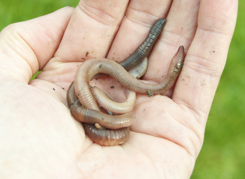 Several worms wriggling in a person's hand
