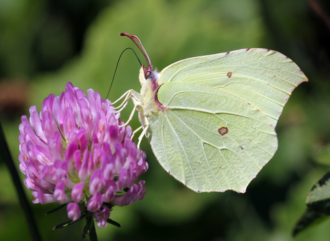 A pale yellow brimstone butterfly nectaring on a purplish-red flower