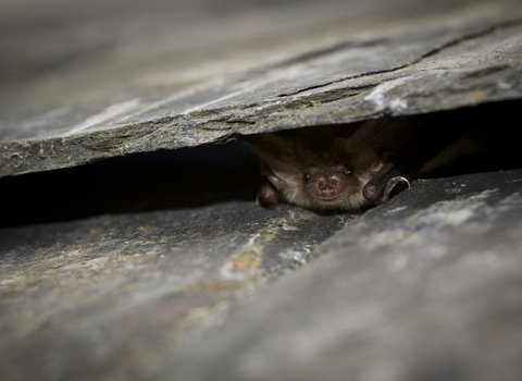 A brown long-eared bat peeking out from beneath a roof tile