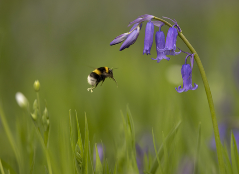A bumblebee flying towards the purple flowers of a bluebell