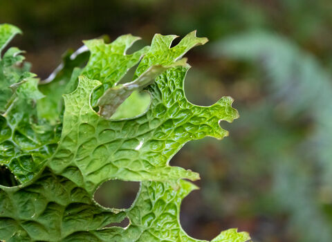 The leafy green fronds of tree lungwort