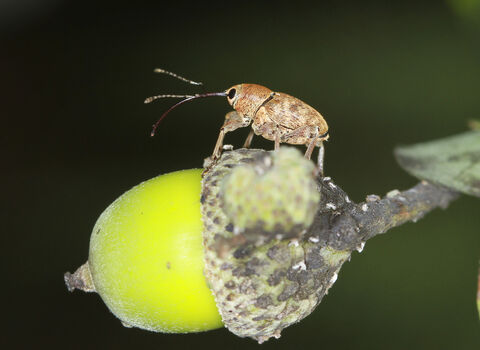 An acorn weevil, with an incredibly long rostrum, standing on an acorn