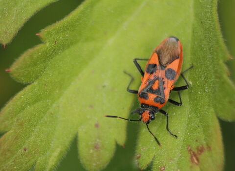 A cinnamon bug, red with black markings, resting on a leaf