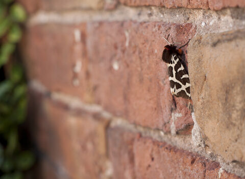 A garden tiger moth, with cream and brown markings on its wings like leopard print, clings to a garden wall
