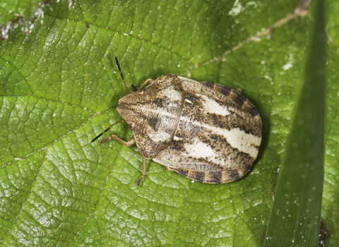 A tortoise shieldbug standing on a leaf. It's a rounded brown bug with pale patches