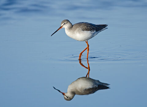 A spotted redshank wading through shallow water, with a perfect reflection. It's an elegant wader with a grey back, white belly and long reddish-orange legs. It has a bold white line above the eye and a long, fine bill with a red base to the lower mandible and a slightly drooping tip
